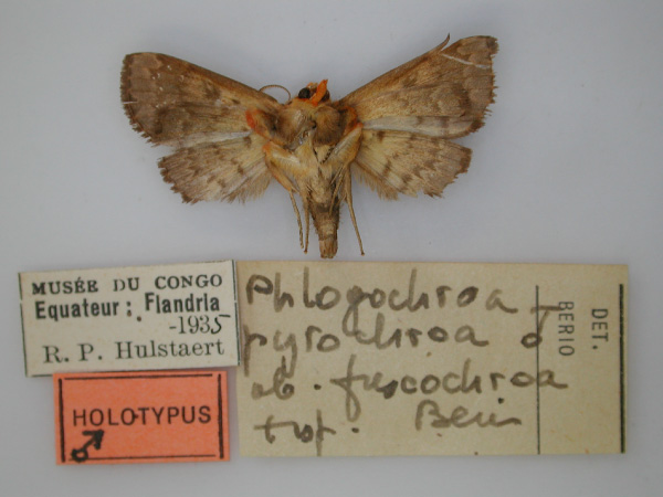 /filer/webapps/moths/media/images/F/fuscochroa_Phlogochroa_HT_RMCA_02.jpg