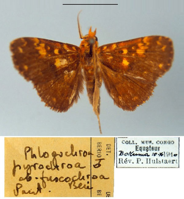 /filer/webapps/moths/media/images/F/fuscochroa_Phlogochroa_PT_MSNM.jpg