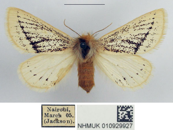/filer/webapps/moths/media/images/F/fuscodorsata_Phiala_AF_NHMUK_01.jpg