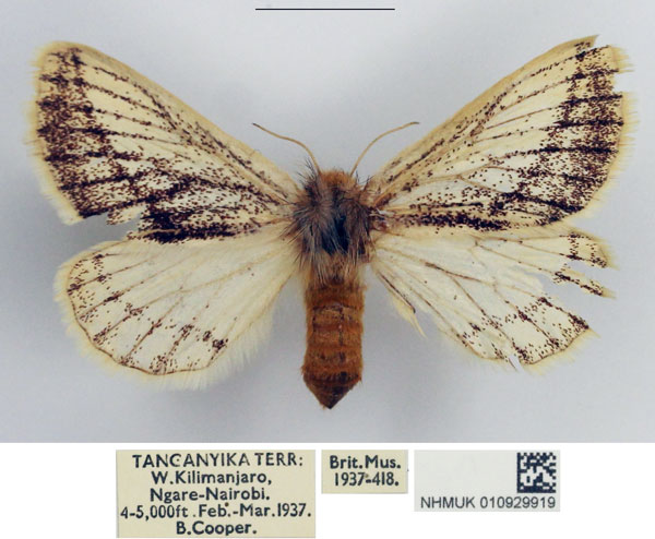 /filer/webapps/moths/media/images/F/fuscodorsata_Phiala_AF_NHMUK_02.jpg
