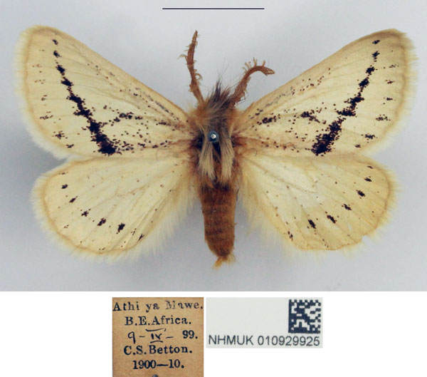 /filer/webapps/moths/media/images/F/fuscodorsata_Phiala_AM_NHMUK.jpg
