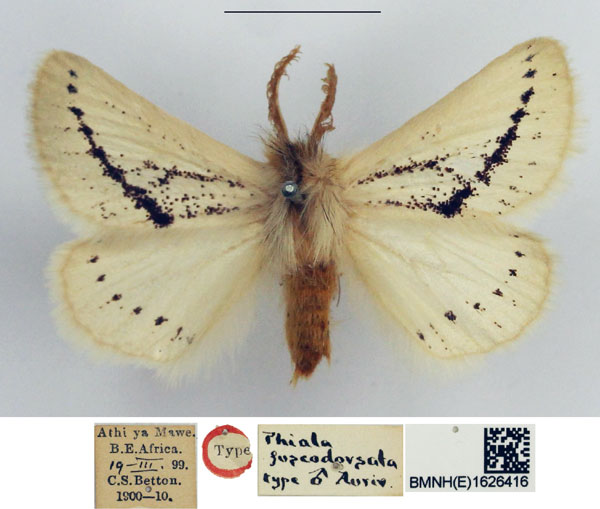 /filer/webapps/moths/media/images/F/fuscodorsata_Phiala_STM_NHMUK.jpg