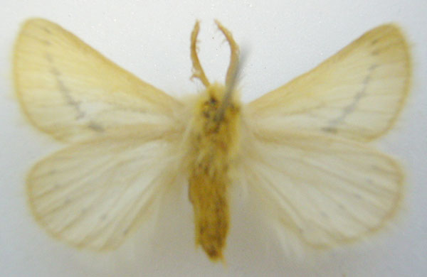 /filer/webapps/moths/media/images/F/fuscodorsata_Phiala_STM_NHMUKb.jpg