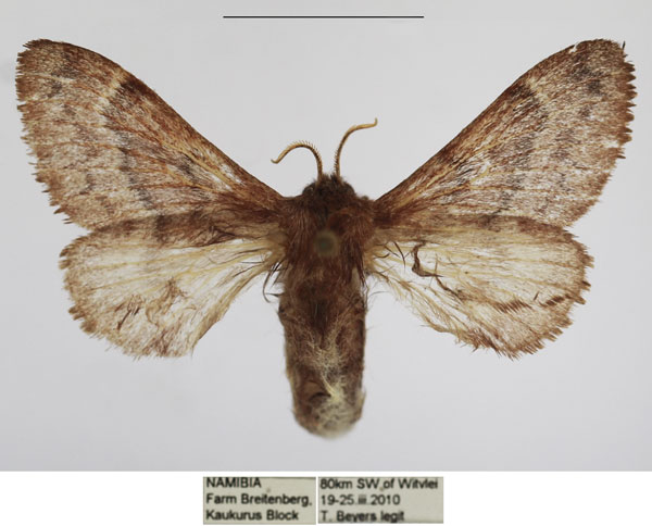 /filer/webapps/moths/media/images/F/fuscofasciata_Anadiasa_AF_TMSA.jpg