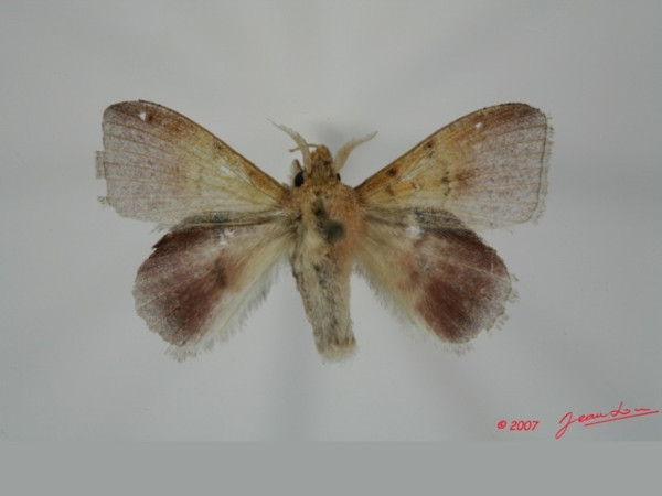 /filer/webapps/moths/media/images/F/fuscofasciata_Leipoxais_AM_Alberta_01.jpg