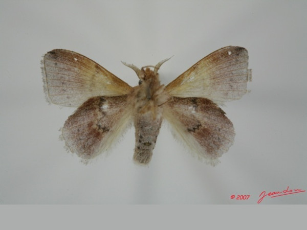 /filer/webapps/moths/media/images/F/fuscofasciata_Leipoxais_AM_Albertb_01.jpg