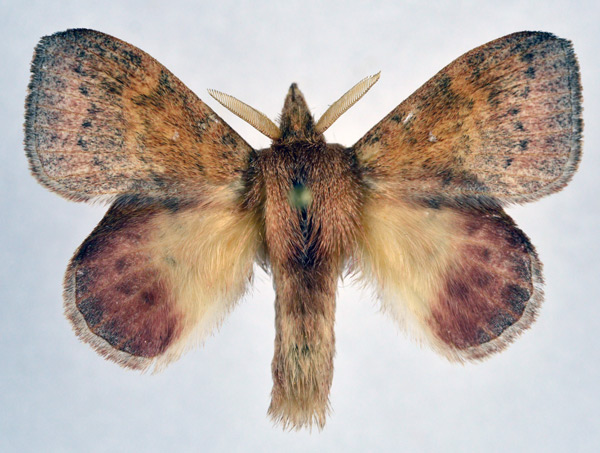 /filer/webapps/moths/media/images/F/fuscofasciata_Leipoxais_AM_NHMO_02.jpg