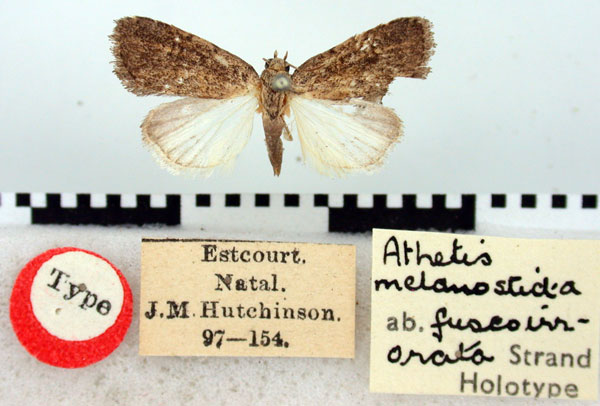 /filer/webapps/moths/media/images/F/fuscoirrorata_Athetis_HT_BMNH.jpg