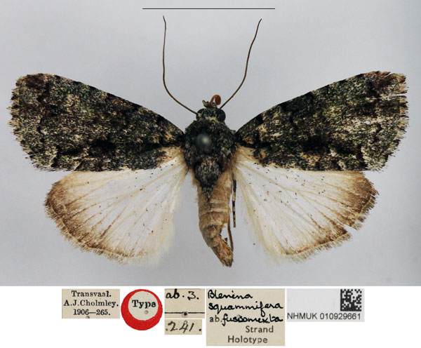 /filer/webapps/moths/media/images/F/fuscomixta_Blenina_HT_NHMUK.jpg