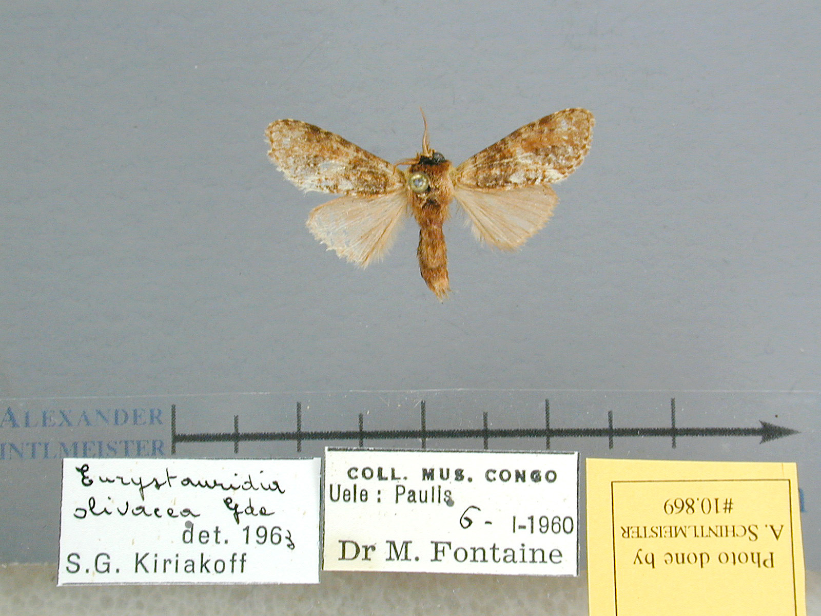 /filer/webapps/moths/media/images/F/fusconebulosa-Eurystauridia-108769_Kongo.jpg