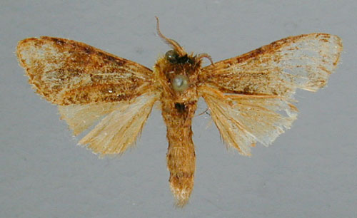 /filer/webapps/moths/media/images/F/fusconebulosa_Eurystauridia_A_RMCA.jpg