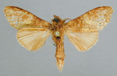 /filer/webapps/moths/media/images/F/fusconebulosa_Eurystauridia_PT_RMCA.jpg