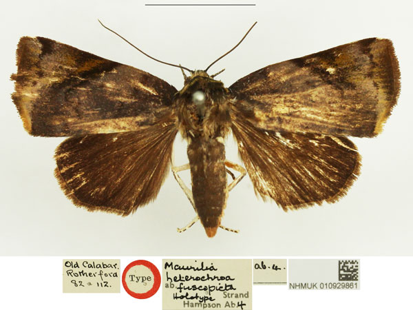 /filer/webapps/moths/media/images/F/fuscopicta_Maurilia_HT_NHMUK.jpg