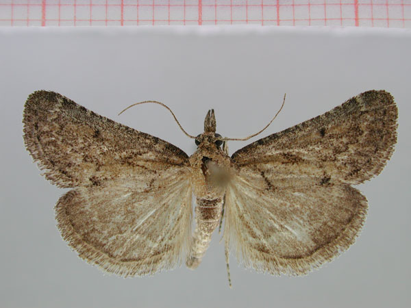 /filer/webapps/moths/media/images/F/fuscoserrata_Stemmatophora_PT_ZMHB.jpg