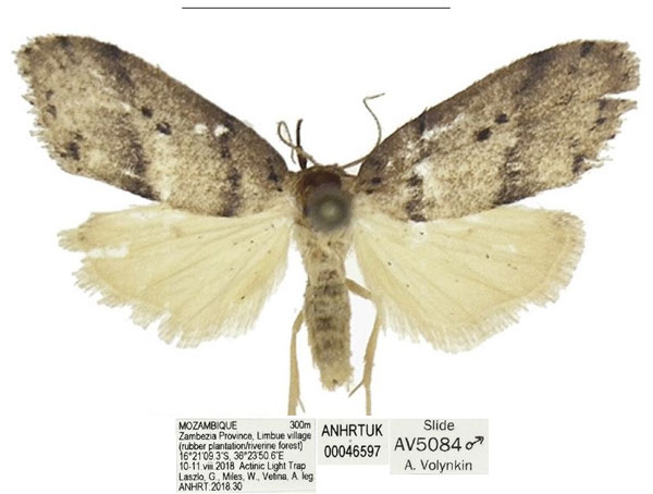 /filer/webapps/moths/media/images/F/fuscostriata_Spatulosia_HT_ANHRT.jpg