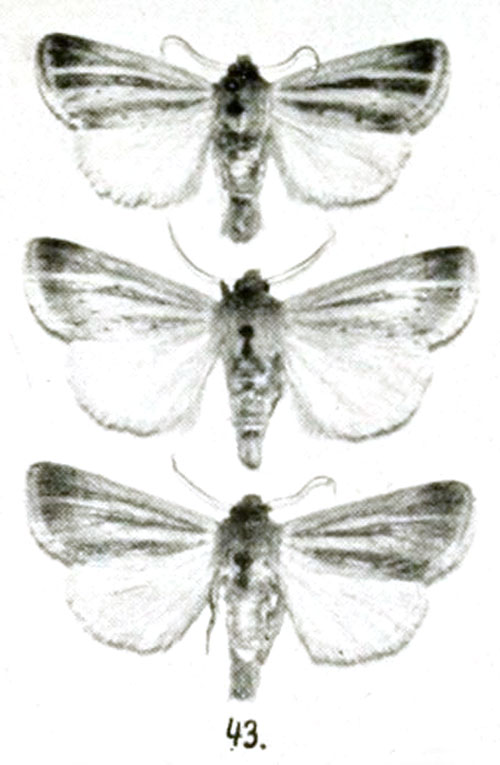 /filer/webapps/moths/media/images/F/fuscostriata_Timora_ST_Brandt_43.jpg
