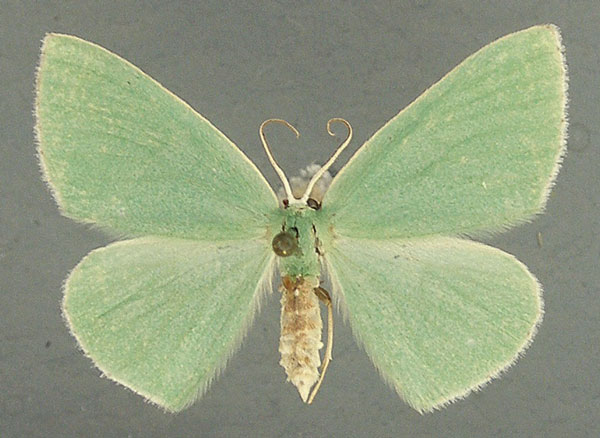 /filer/webapps/moths/media/images/F/fuscoterminata_Heterorachis_AF_TMSA.jpg