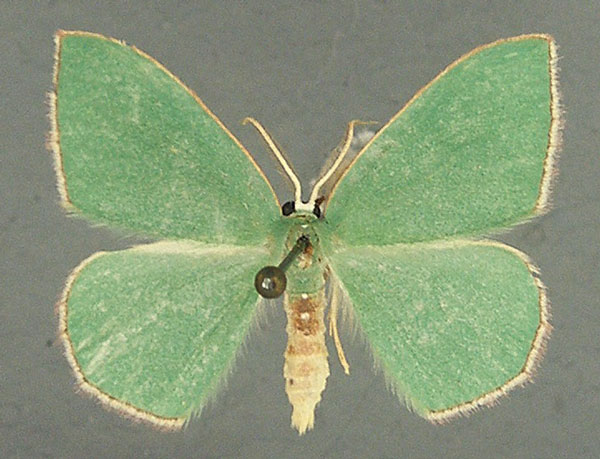 /filer/webapps/moths/media/images/F/fuscoterminata_Heterorachis_AM_TMSA.jpg