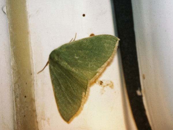 /filer/webapps/moths/media/images/F/fuscoterminata_Heterorachis_A_Roland.jpg
