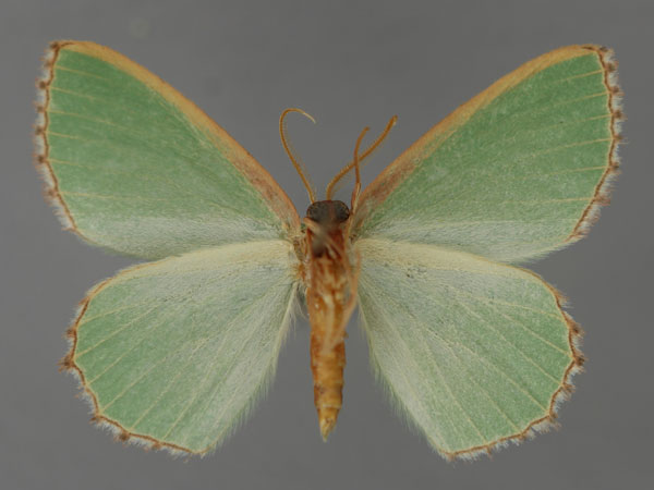 /filer/webapps/moths/media/images/F/fuscoterminata_Heterorachis_A_ZSM_02.jpg