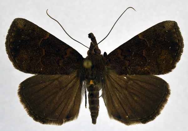 /filer/webapps/moths/media/images/F/fusculalis_Hypena_A_NHMO.jpg