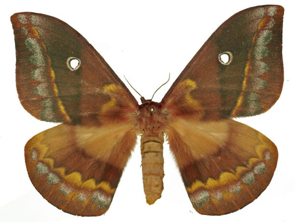 /filer/webapps/moths/media/images/F/fusicolor_Maltagorea_AF_Basquin.jpg