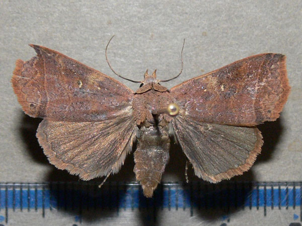 /filer/webapps/moths/media/images/F/fustina_Leocyma_A_Goff_01.jpg