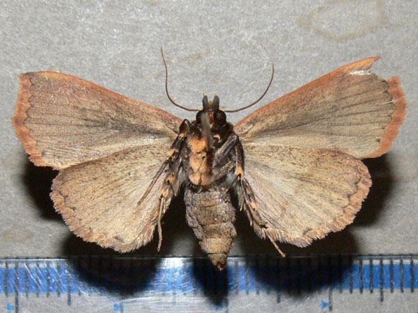 /filer/webapps/moths/media/images/F/fustina_Leocyma_A_Goff_02.jpg