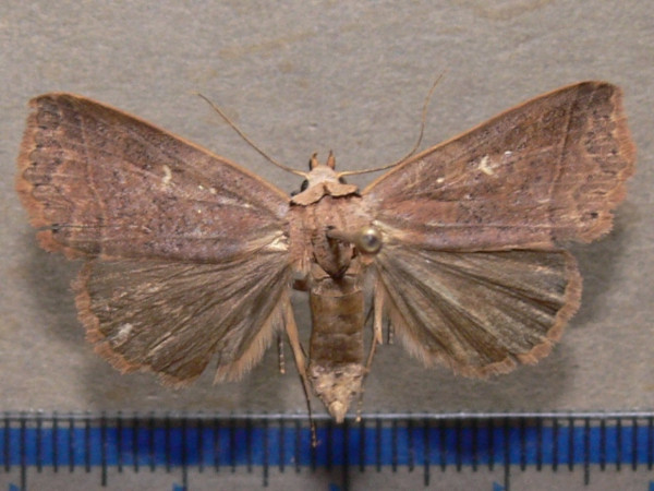 /filer/webapps/moths/media/images/F/fustina_Leocyma_A_Goff_02_5lh55bB.jpg