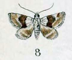 /filer/webapps/moths/media/images/F/futilis_Erastria_HT_Swinhoe_47_8.jpg