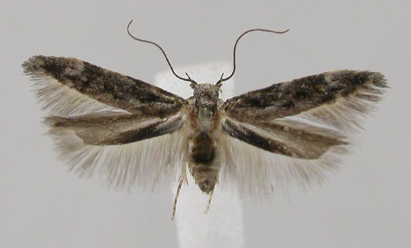 /filer/webapps/moths/media/images/F/fynbosella_Istrianis_AM_Bidzilya.jpg
