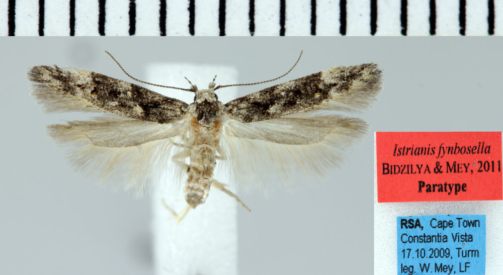 /filer/webapps/moths/media/images/F/fynbosella_Istrianis_PTF_ZMHB.jpg