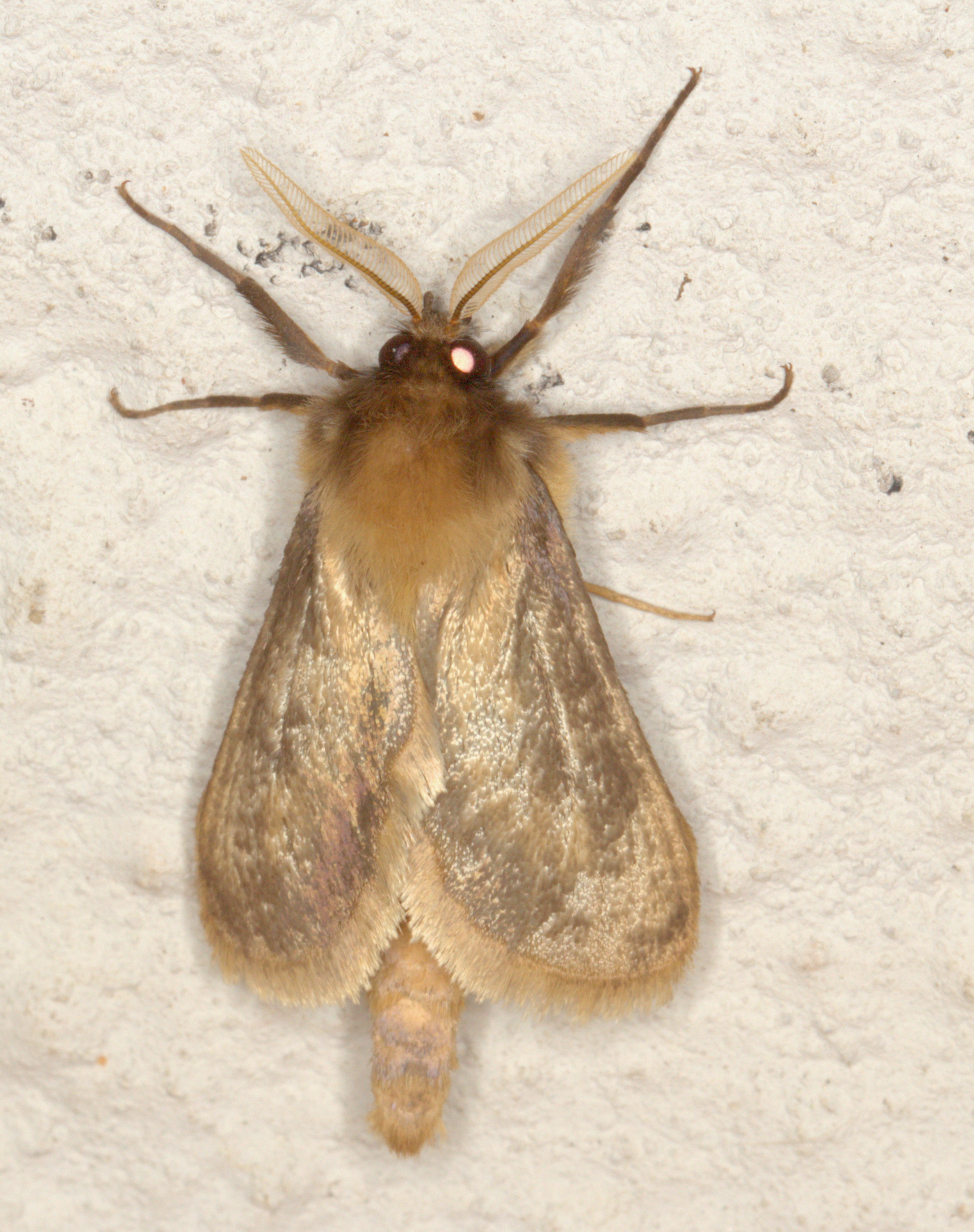 /filer/webapps/moths/media/images/G/Gorgopis_libania_-_Golden_Swift__lat-26_499441_lon28_339979_2018-03-09__1901.jpg