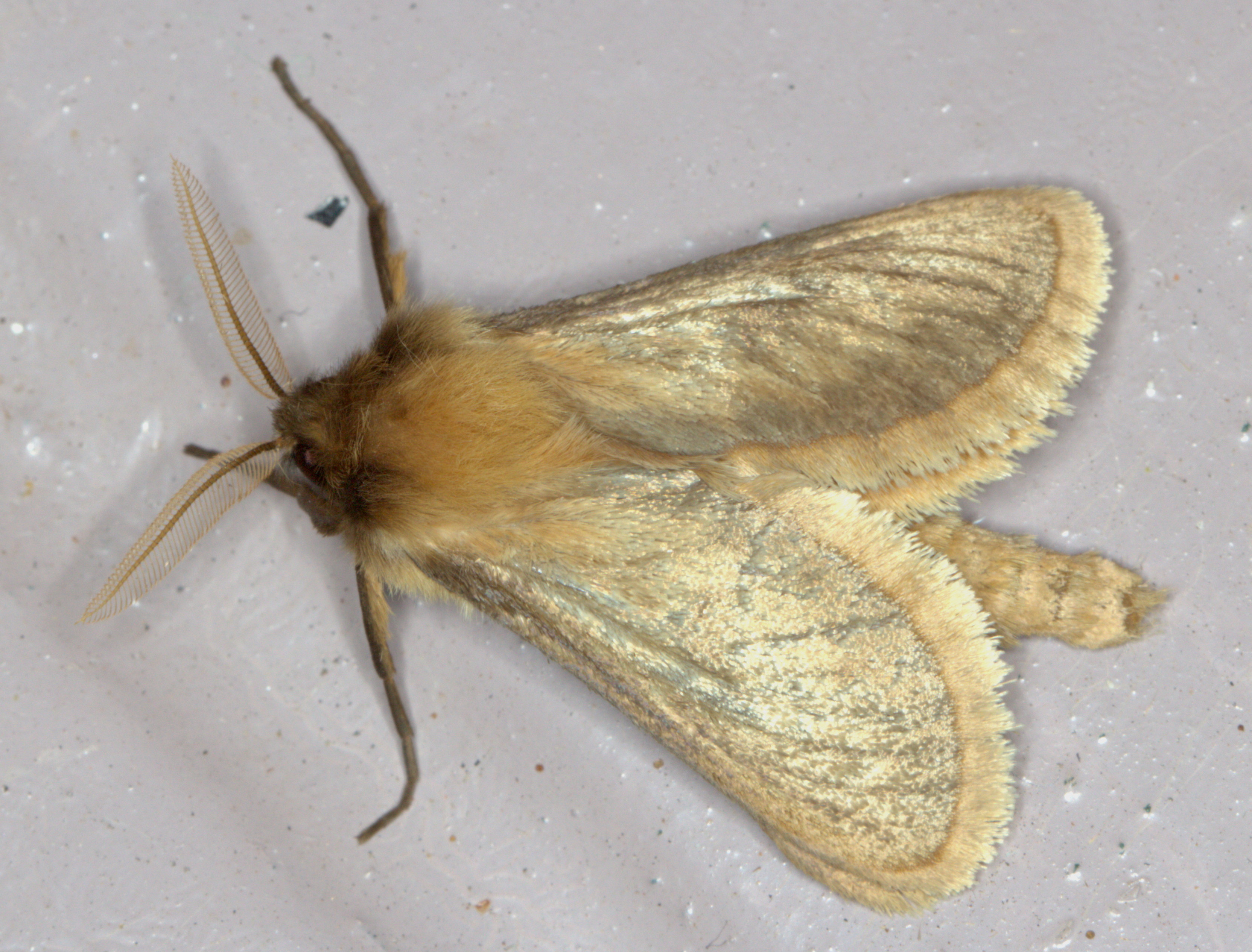 /filer/webapps/moths/media/images/G/Gorgopis_libania_-_Golden_Swift_lat-26_499441_lon28_339979_22_7a1_2015-03-07.jpg