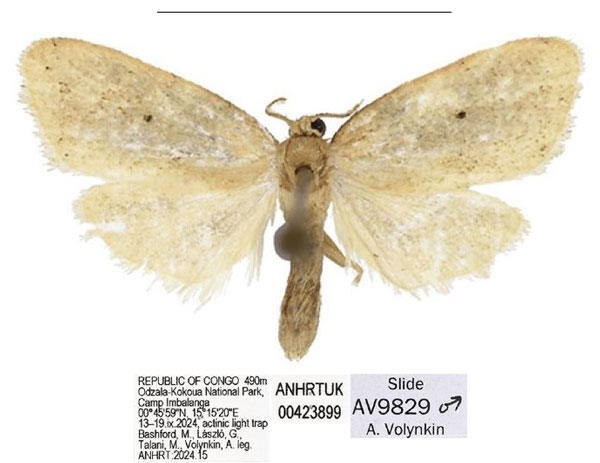 /filer/webapps/moths/media/images/G/gablerinus_Spatulosia_AM_ANHRT.jpg