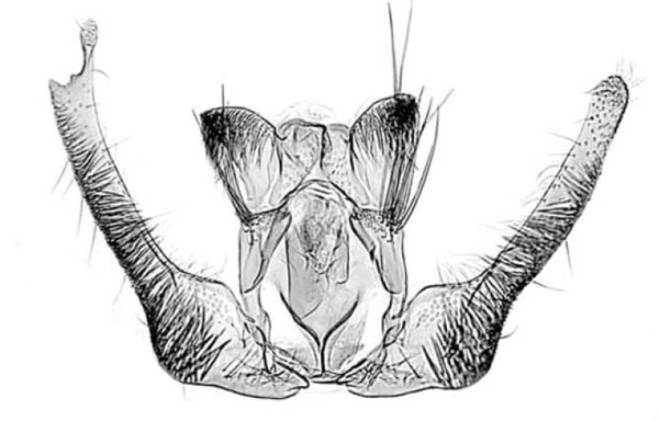 /filer/webapps/moths/media/images/G/gabonana_Prophaecasia_GMHT_MRSN.jpg