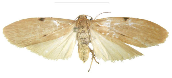 /filer/webapps/moths/media/images/G/gabonensis_Archithosia_HT_MSNS.jpg