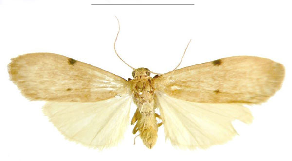 /filer/webapps/moths/media/images/G/gabonensis_Archithosia_PTM_MSNS.jpg