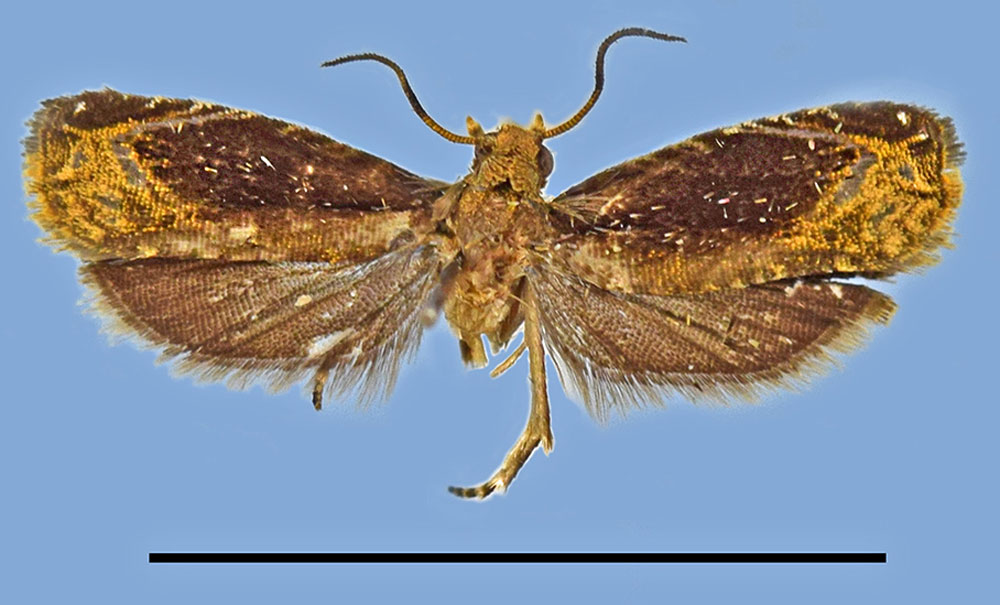 /filer/webapps/moths/media/images/G/gabonensis_Gaboncydia_HT_MRSN.jpg