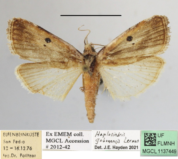 /filer/webapps/moths/media/images/G/gabonensis_Haplosindris_A_MGCLa_01.JPG