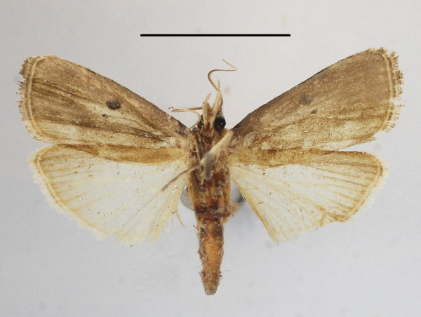 /filer/webapps/moths/media/images/G/gabonensis_Haplosindris_A_MGCLb_01.JPG