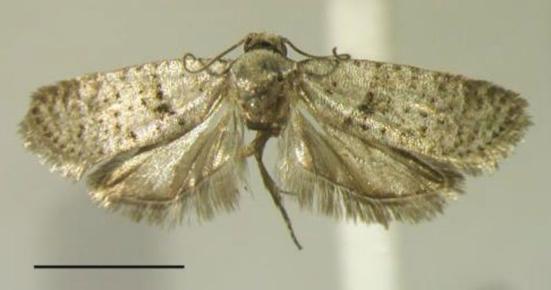 /filer/webapps/moths/media/images/G/gabonensis_Homadaula_PTM_MfN.jpg