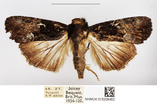 /filer/webapps/moths/media/images/G/gabonensis_Stenopterygia_AF_BMNH.jpg
