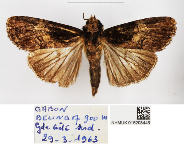 /filer/webapps/moths/media/images/G/gabonensis_Stenopterygia_AM_BMNH_02.jpg