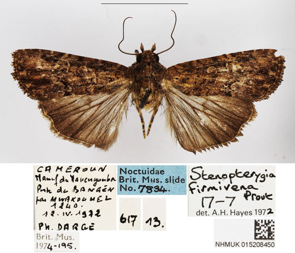 /filer/webapps/moths/media/images/G/gabonensis_Stenopterygia_AM_BMNH_03.jpg