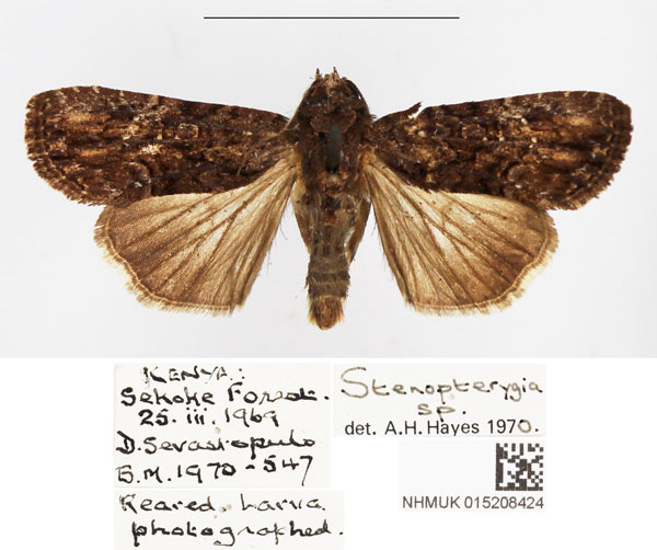 /filer/webapps/moths/media/images/G/gabonensis_Stenopterygia_AM_BMNH_04.jpg
