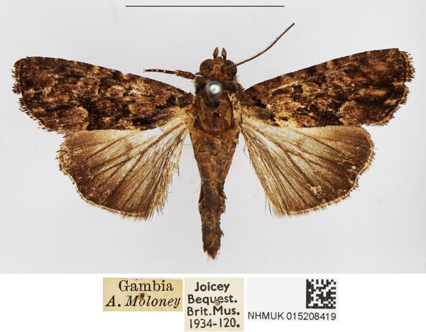/filer/webapps/moths/media/images/G/gabonensis_Stenopterygia_AM_BMNH_05.jpg