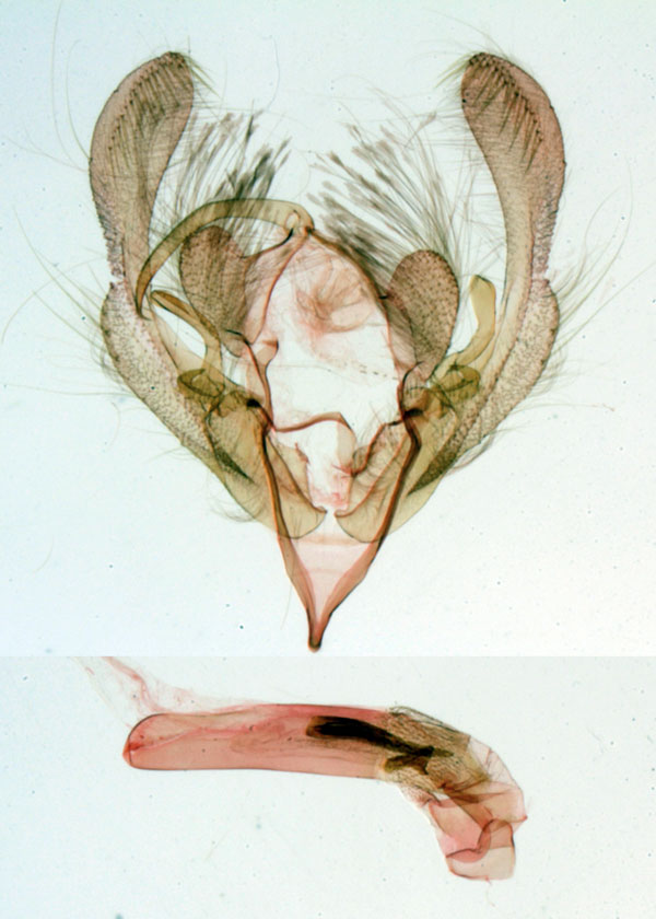 /filer/webapps/moths/media/images/G/gabonensis_Stenopterygia_GMHT_Laporte_265.jpg