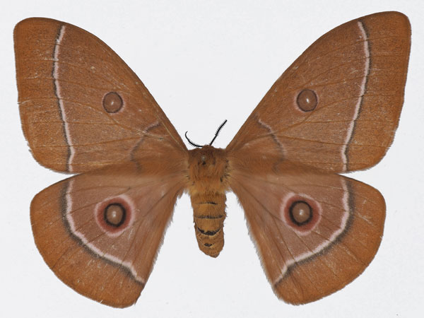 /filer/webapps/moths/media/images/G/gabonica_Bunaeopsis_AF_Basquina.jpg