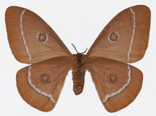 /filer/webapps/moths/media/images/G/gabonica_Bunaeopsis_AF_Basquinb.jpg